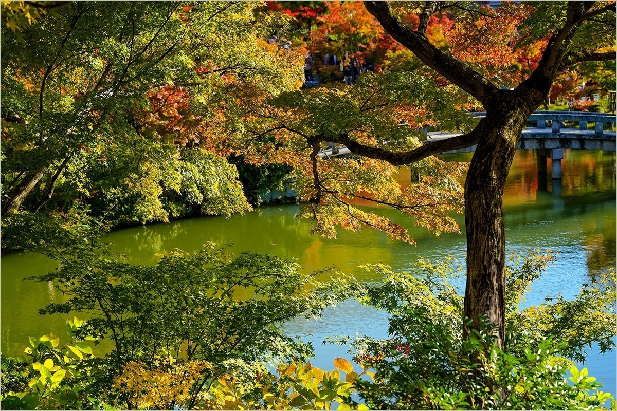 2025年第0004贴-京都永观堂旅拍（0102）