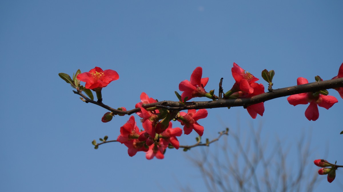 nex6原片---在那桃花盛开得地方（有美女镇楼）