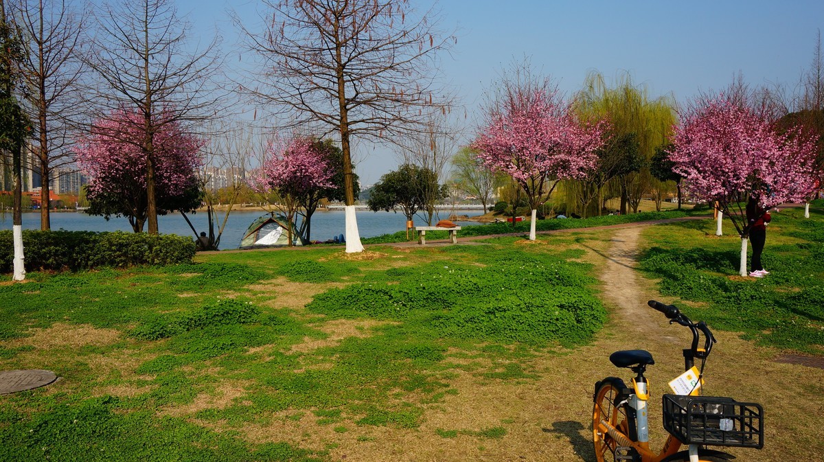 nex6原片---在那桃花盛开得地方（有美女镇楼）