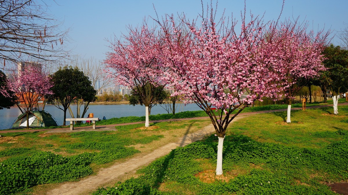 nex6原片---在那桃花盛开得地方（有美女镇楼）