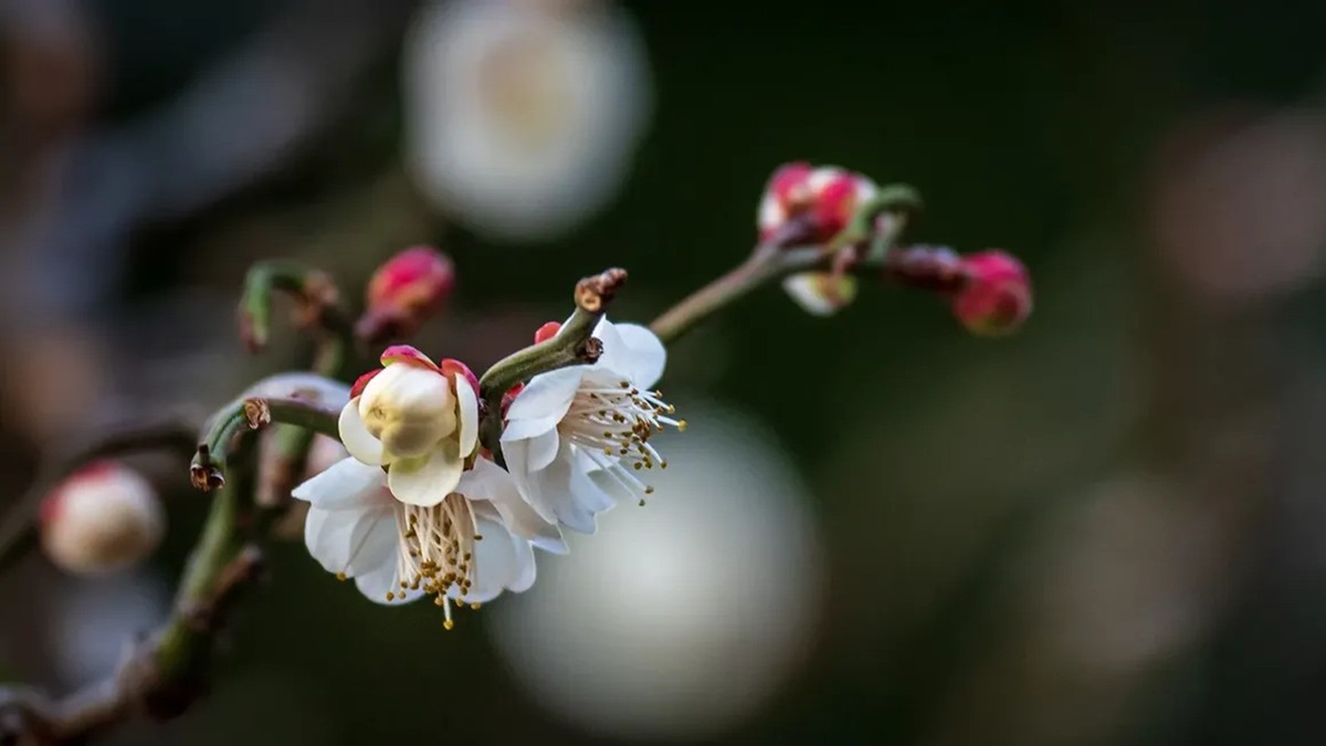 梅花得意占群芳