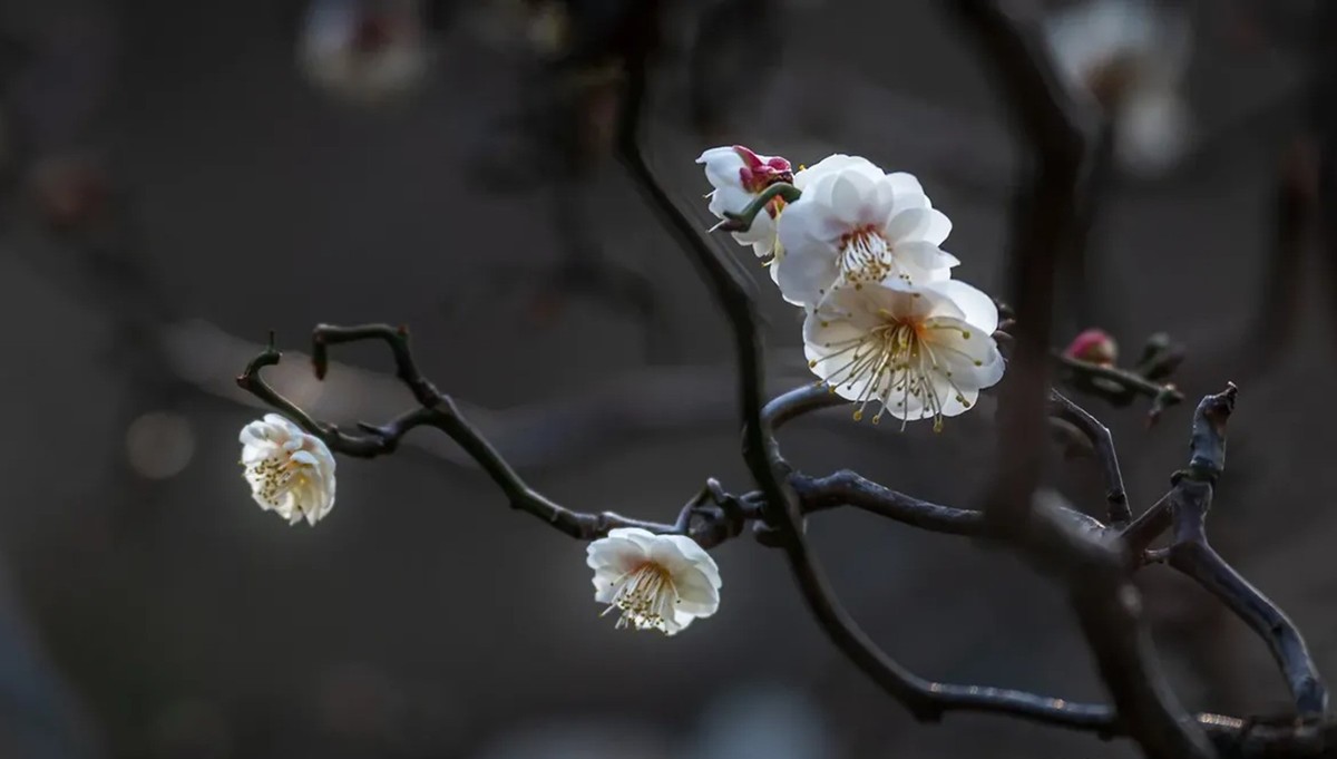 梅花得意占群芳