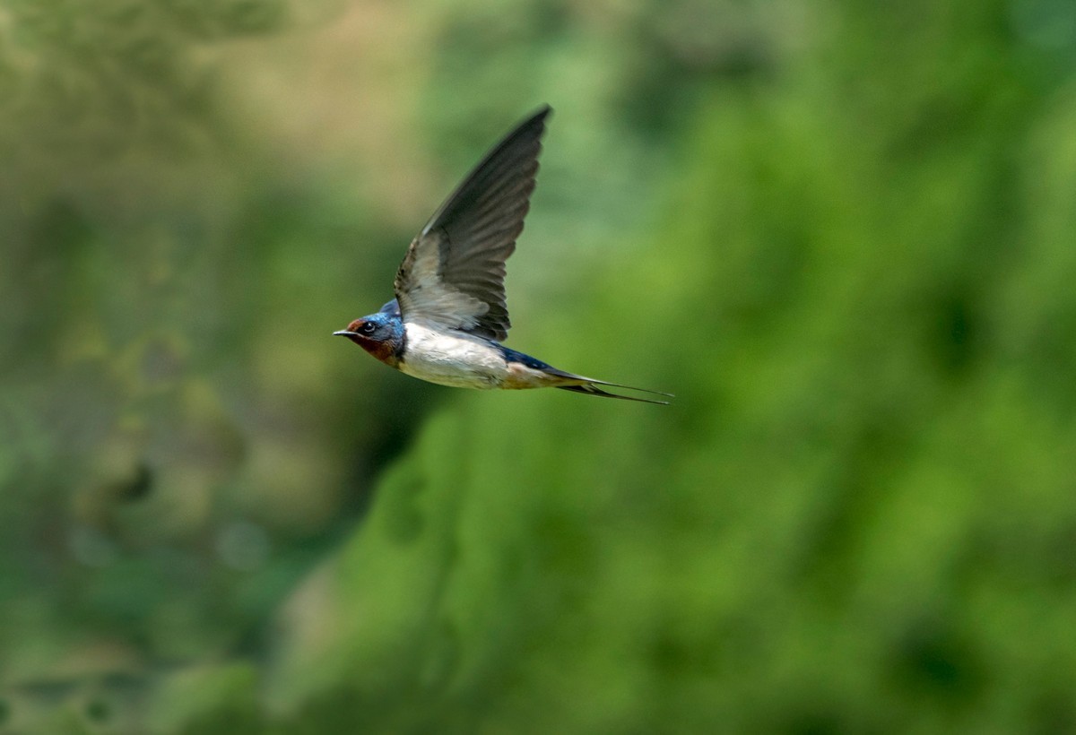 小燕子(二)-中关村在线摄影论坛