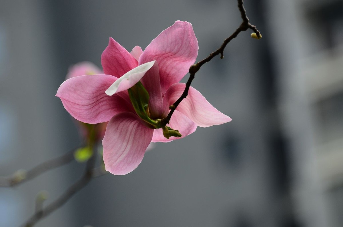 花卉系列【3323】