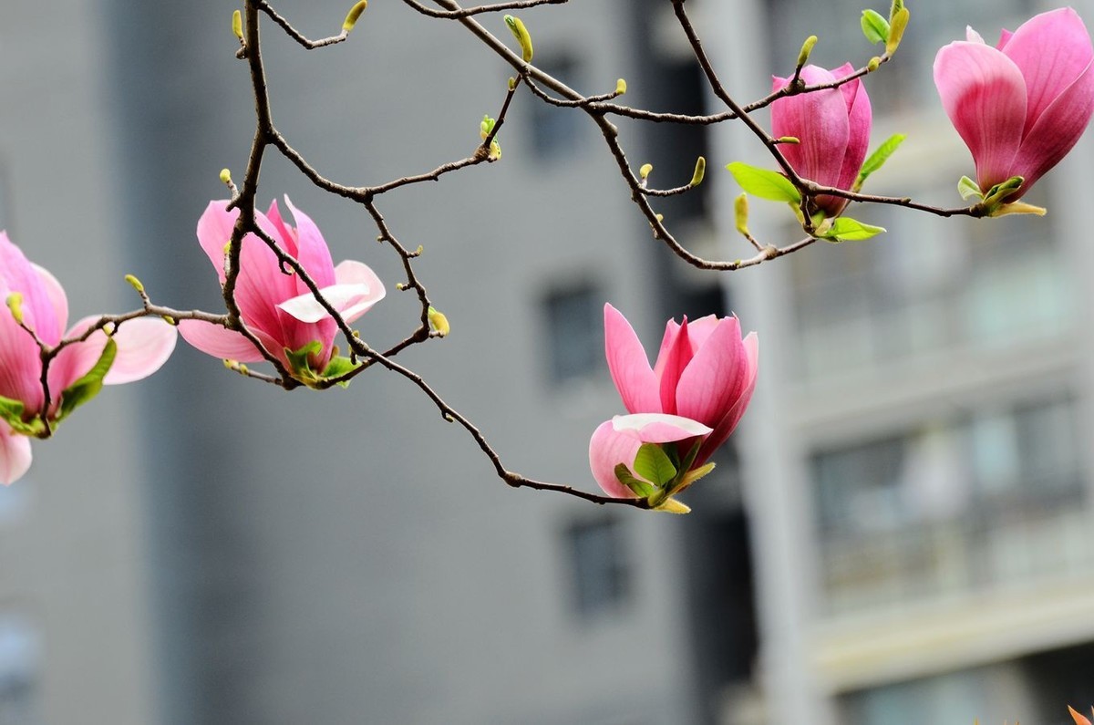 花卉系列【3325】