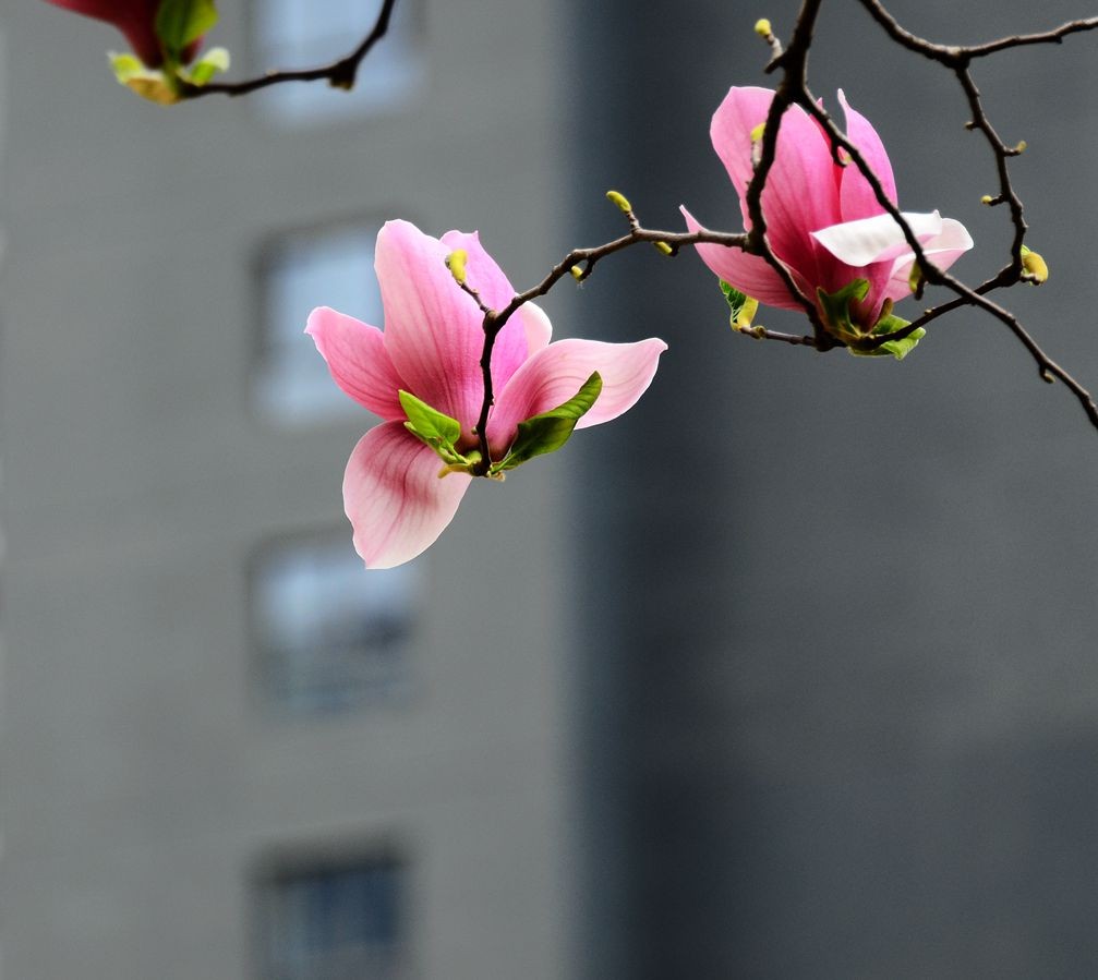 花卉系列【3325】