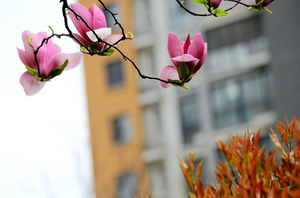 花卉系列【3325】