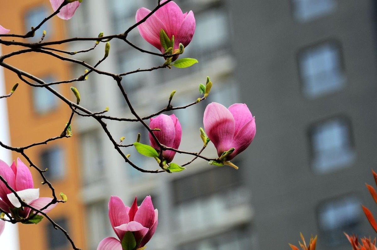 花卉系列【3325】