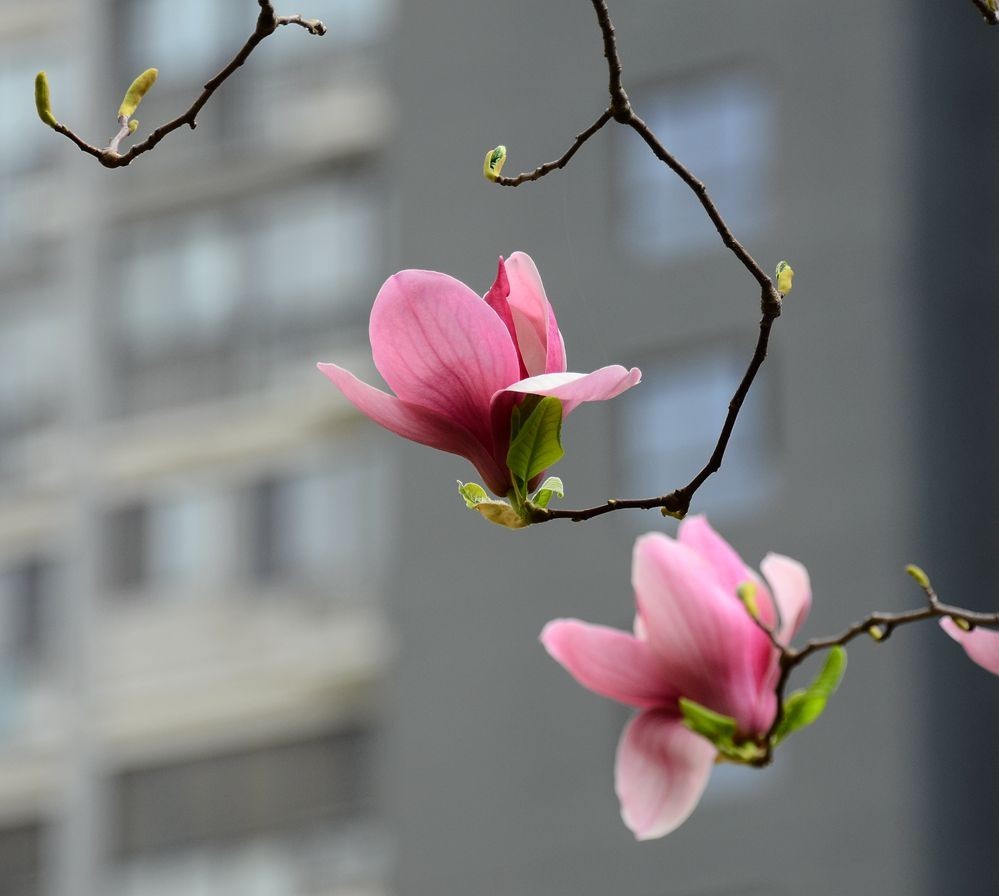 花卉系列【3325】