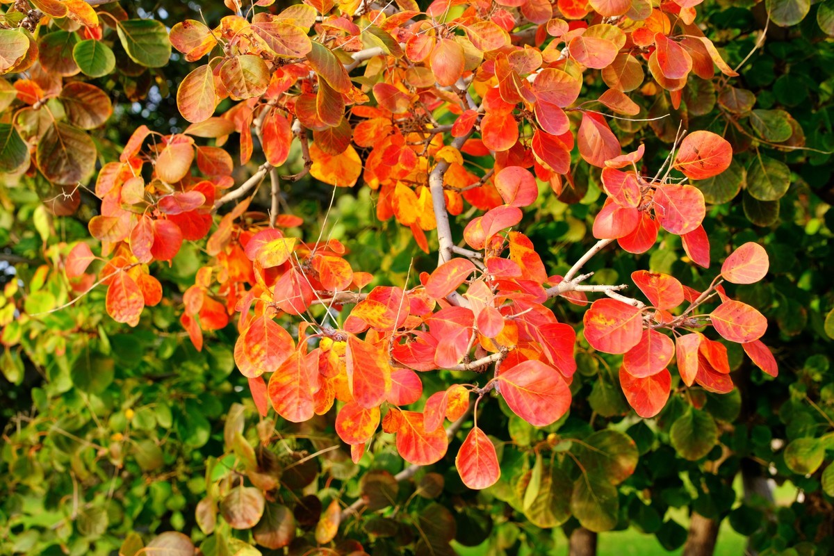 秋意浓，寒意袭，转眼年将尽…
