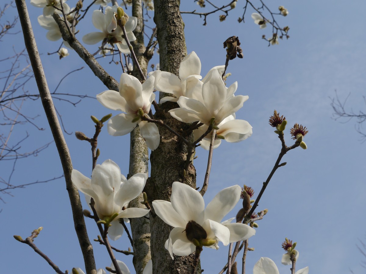 冰心玉洁白兰花（原片二）