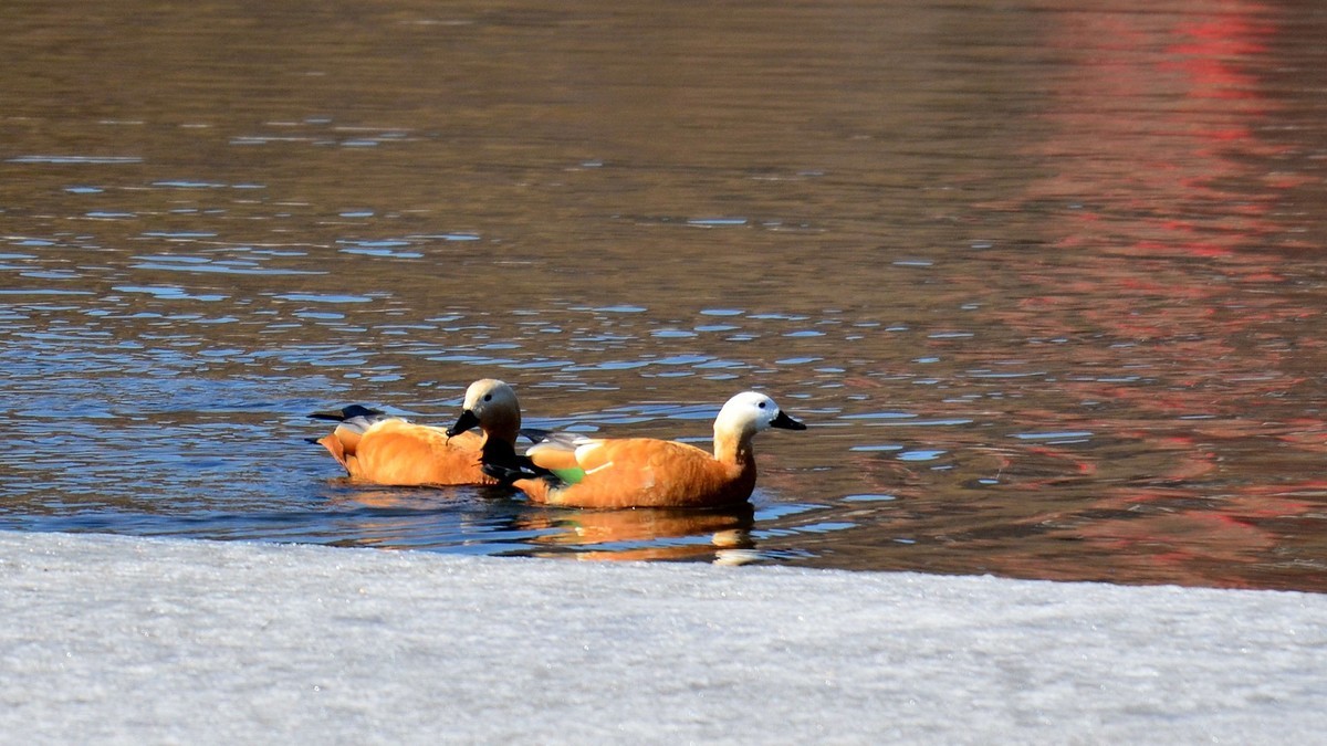 成双成对赤麻鸭