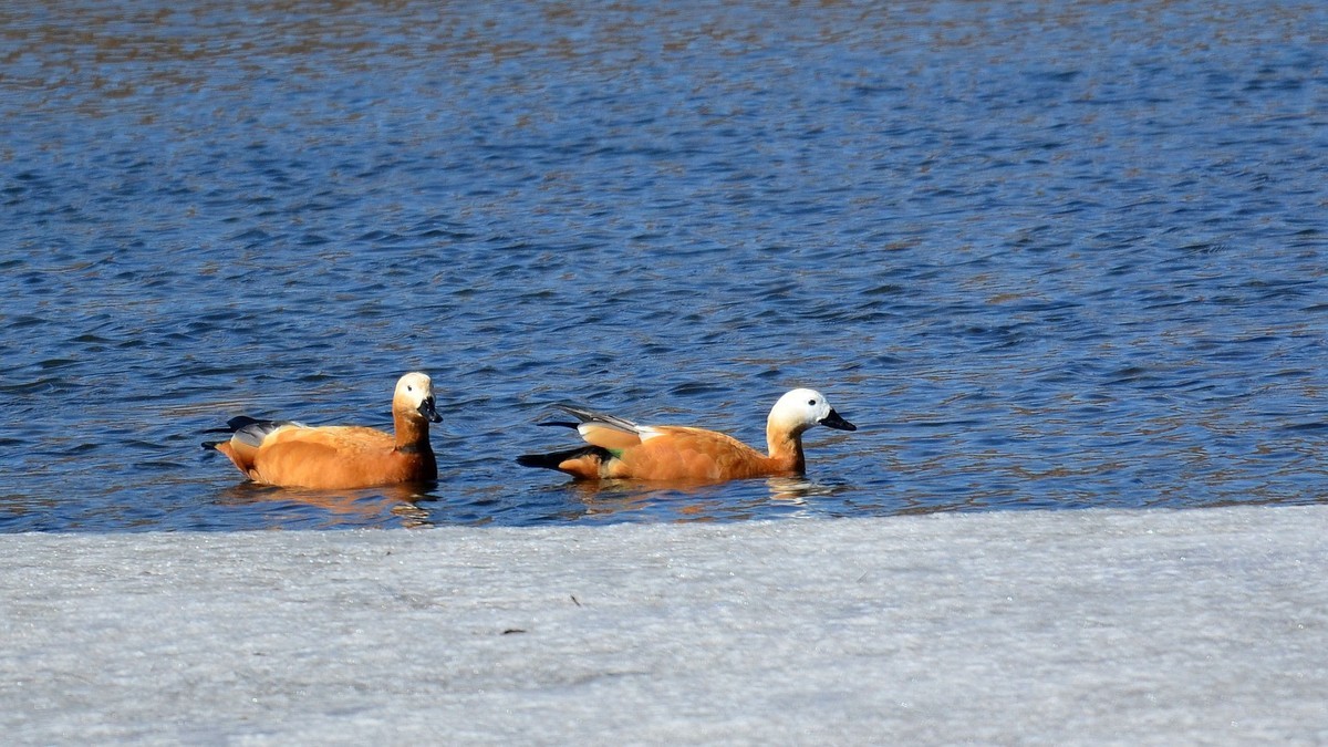 成双成对赤麻鸭