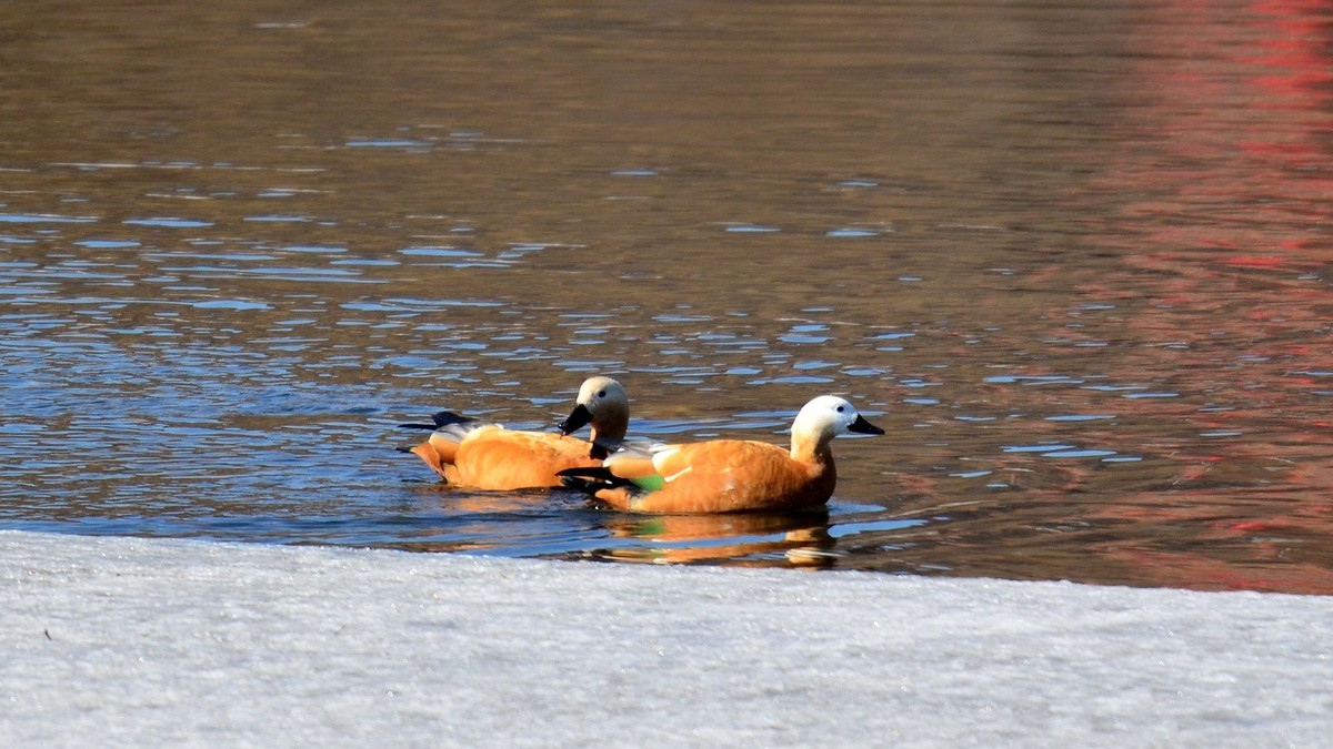 成双成对赤麻鸭