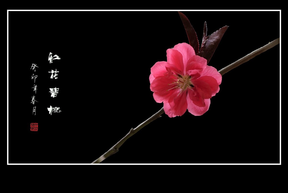 碧桃枝头舞婀娜，风吹春树飞红霞