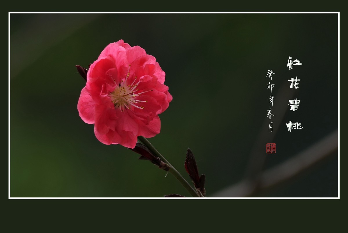 碧桃枝头舞婀娜，风吹春树飞红霞