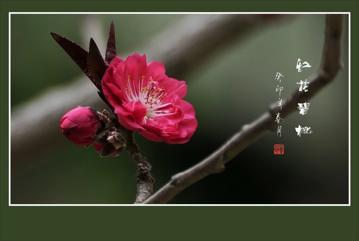 碧桃枝头舞婀娜，风吹春树飞红霞