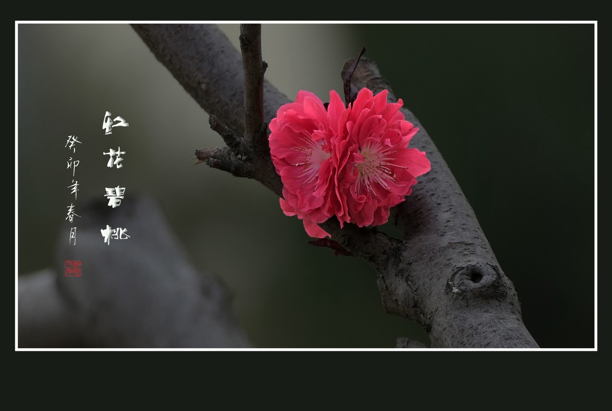 碧桃枝头舞婀娜，风吹春树飞红霞