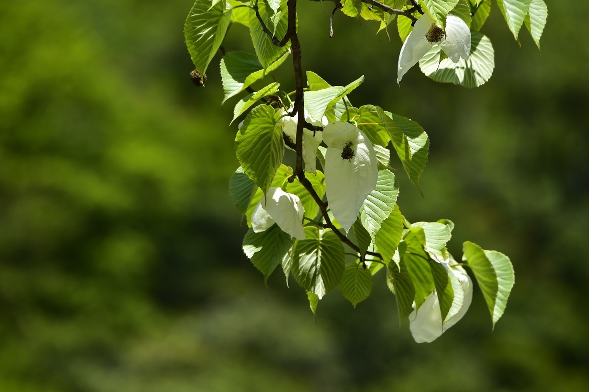 荥经黄家湾鸽子花