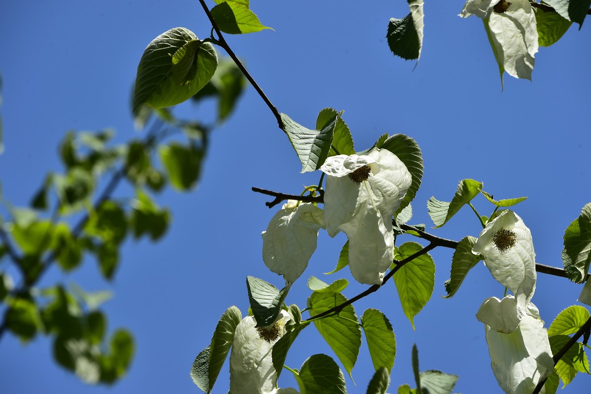 荥经黄家湾鸽子花