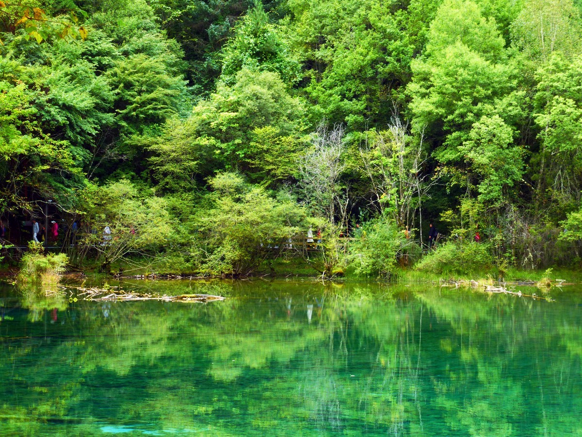 人间仙境 水中贵族---九寨沟（5）