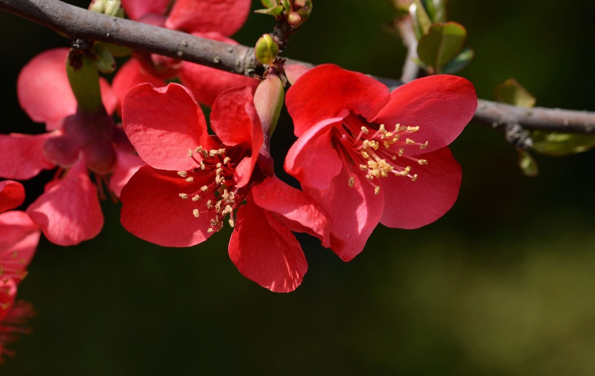 海棠四品②（木瓜）
