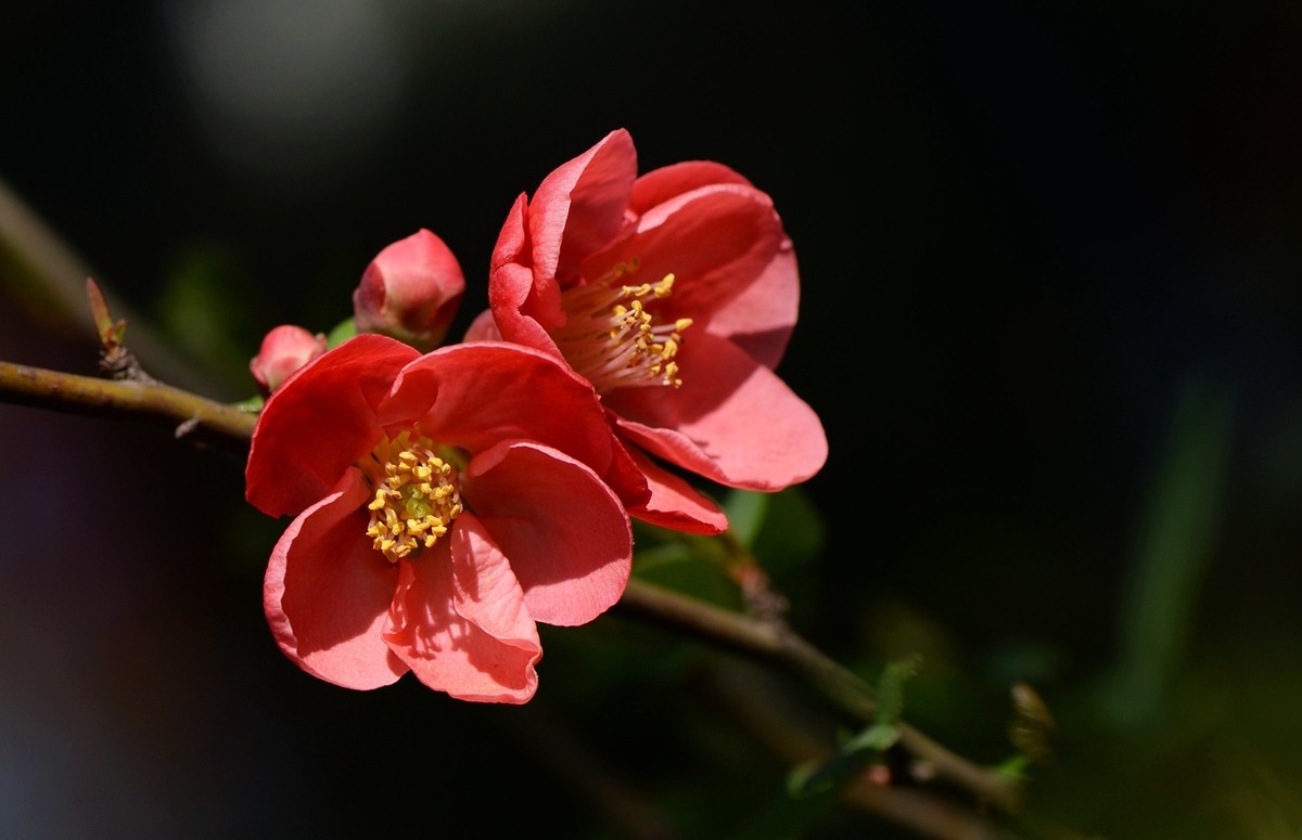 海棠四品②（木瓜）