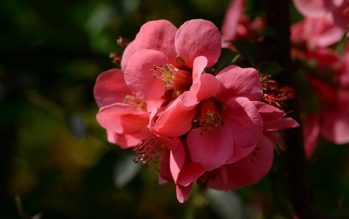 海棠四品②（木瓜）