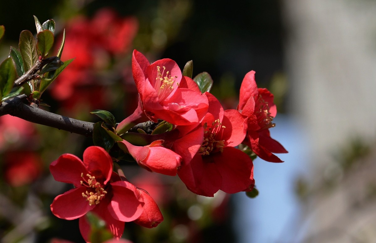 海棠四品②（木瓜）