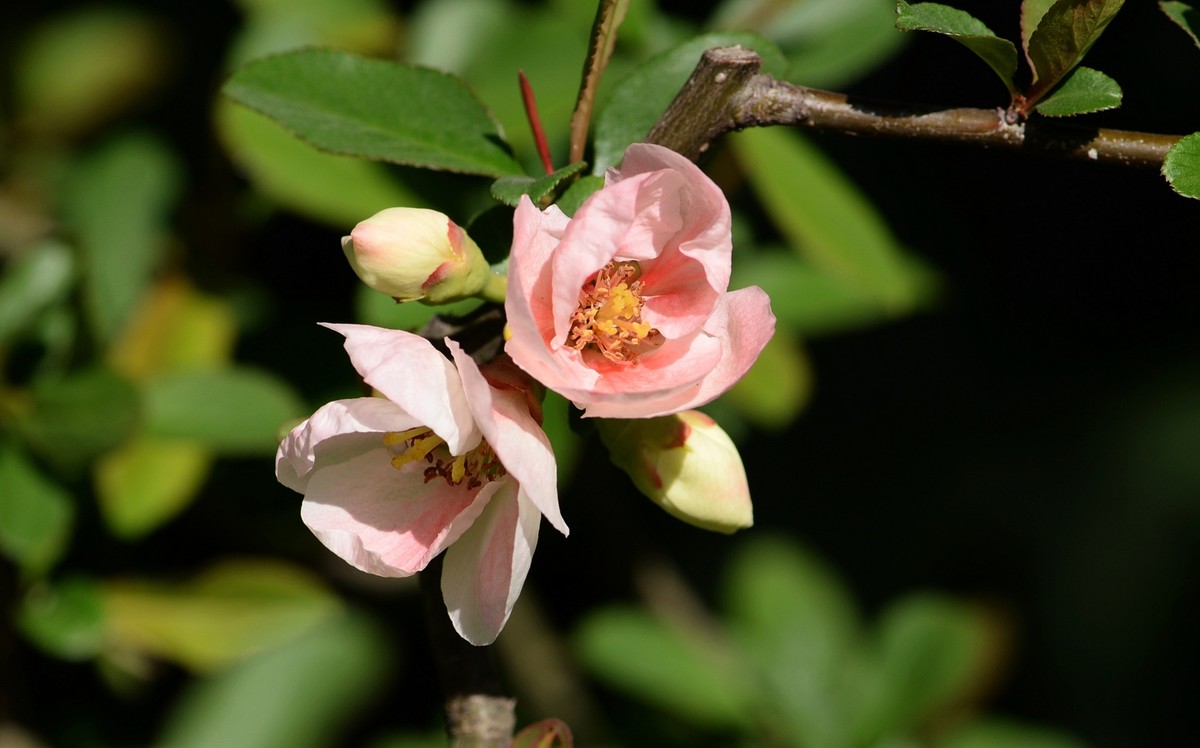 海棠四品②（木瓜）