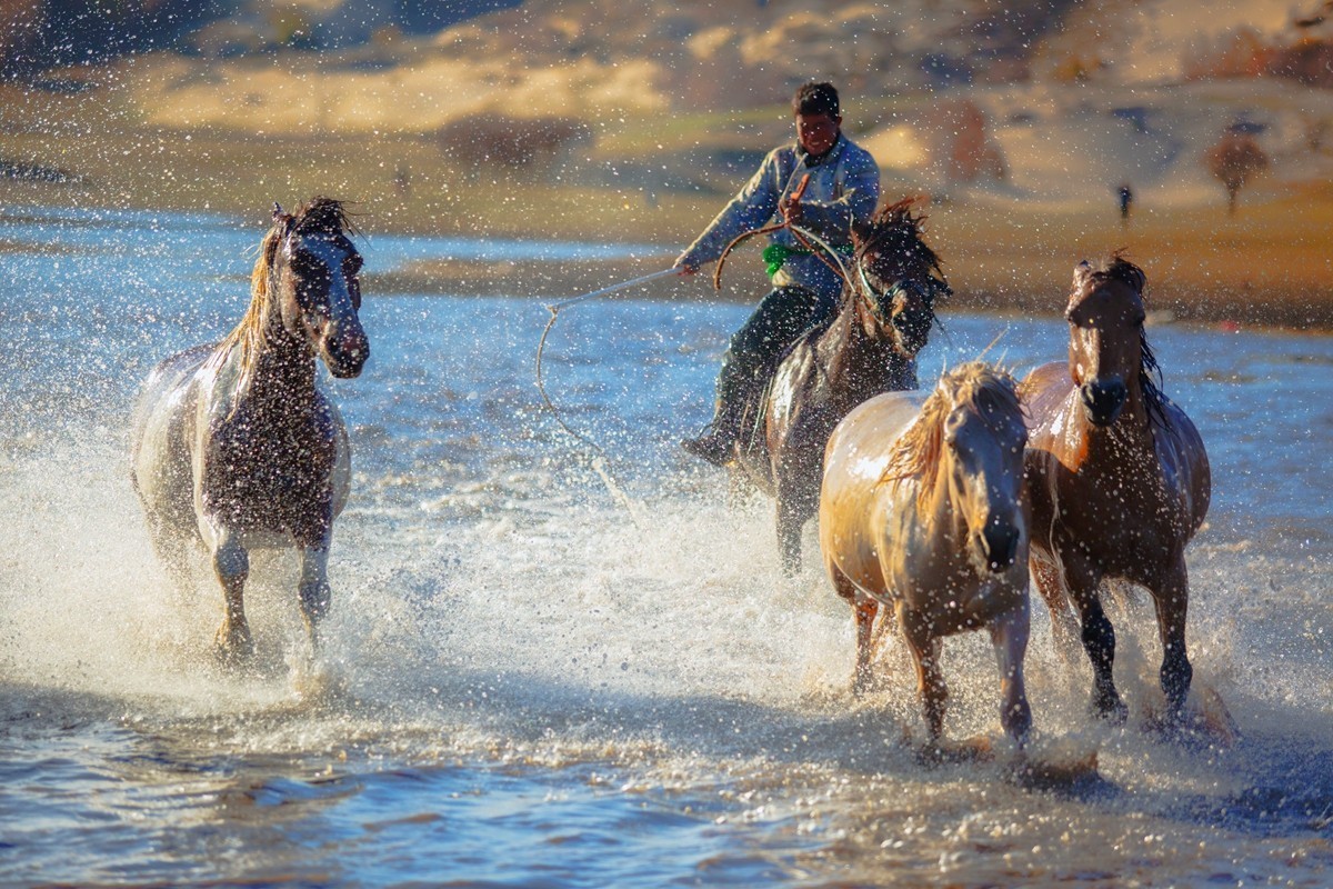 《 骏 马 奔 腾 》