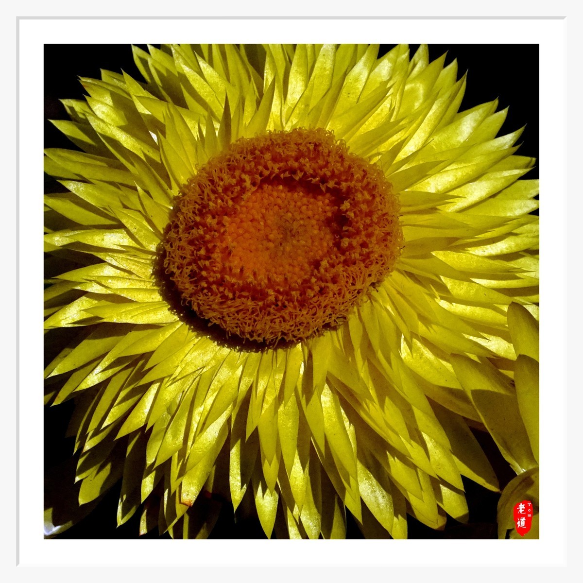 东风袅袅 春花妩媚