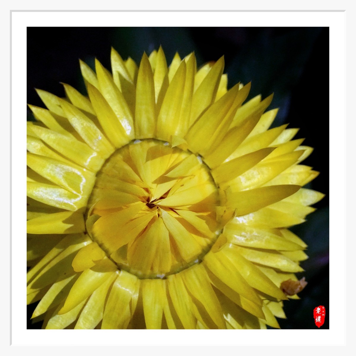 东风袅袅 春花妩媚