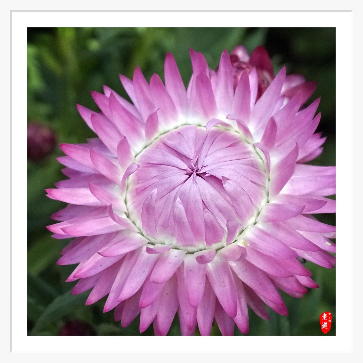 东风袅袅 春花妩媚