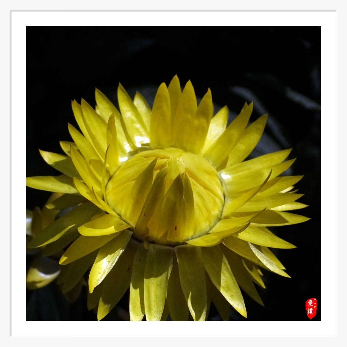 东风袅袅 春花妩媚