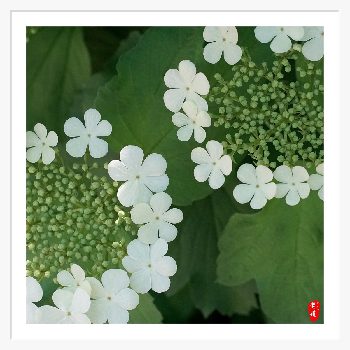 东风袅袅 春花妩媚