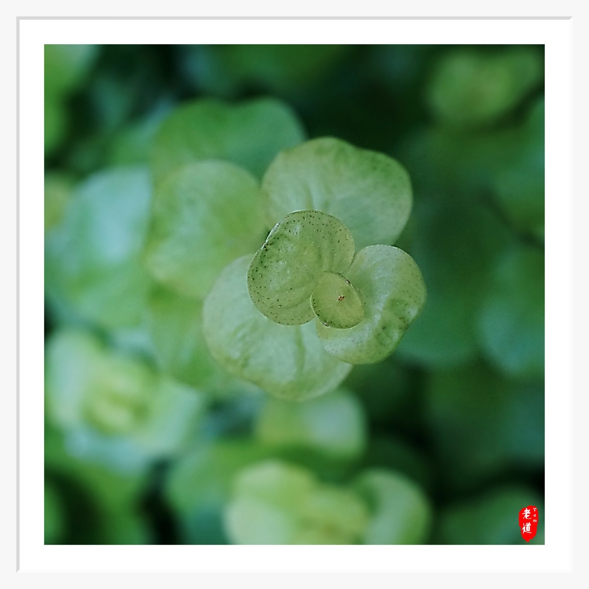 东风袅袅 春花妩媚