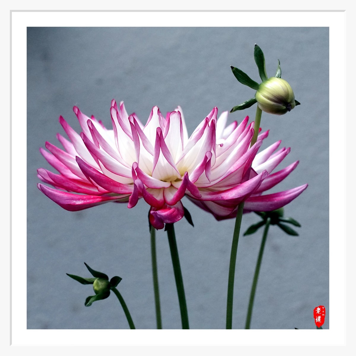 东风袅袅 春花妩媚