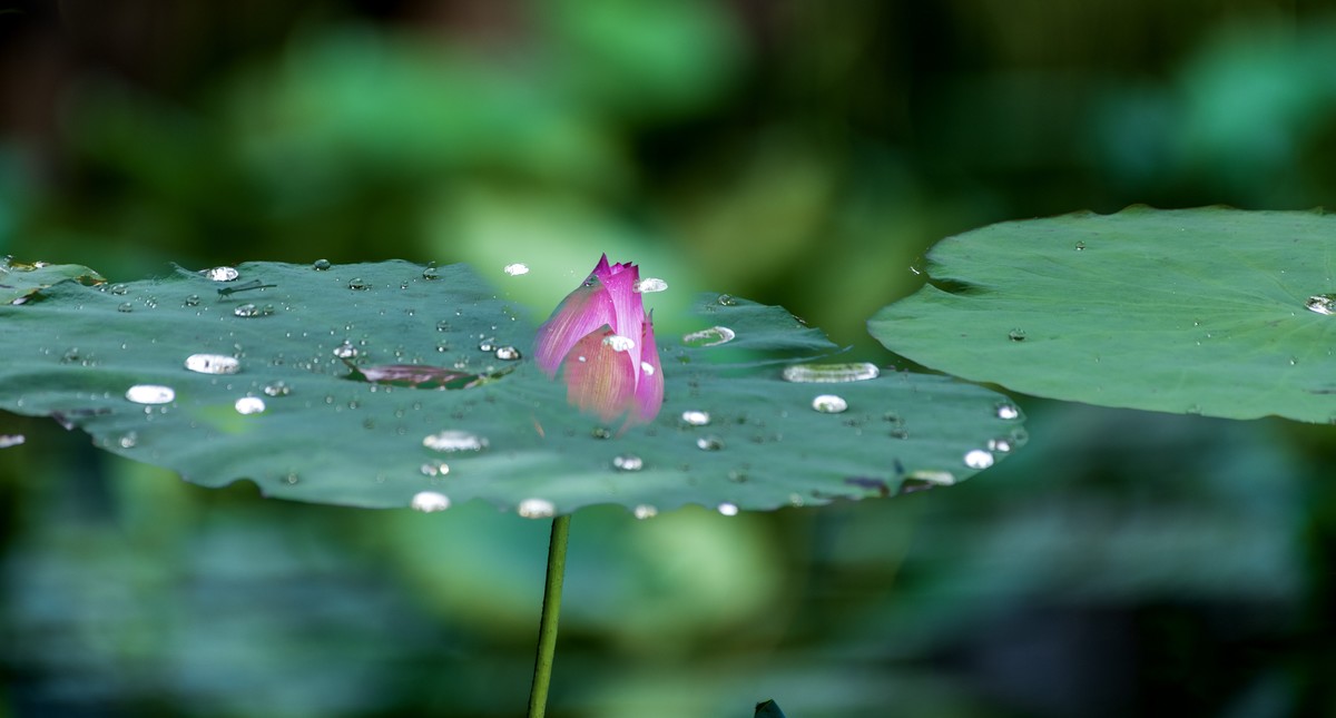 雨后荷池之美