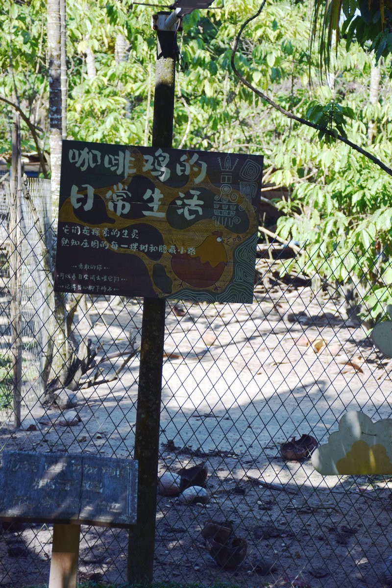 2024夏 海南环岛行（67）体验隆苑咖啡制作流程