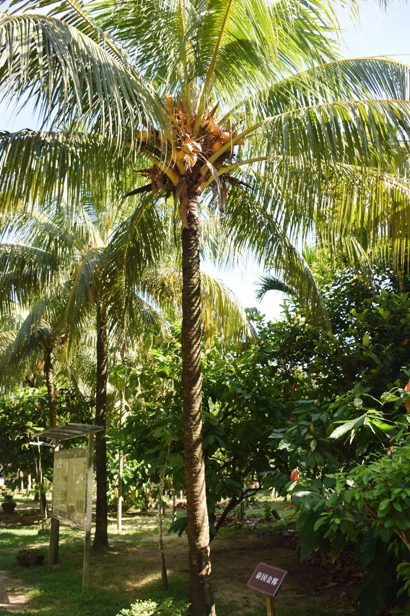 2024夏 海南环岛行（67）体验隆苑咖啡制作流程