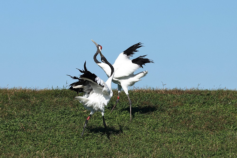 丹顶鹤的家园看丹顶鹤