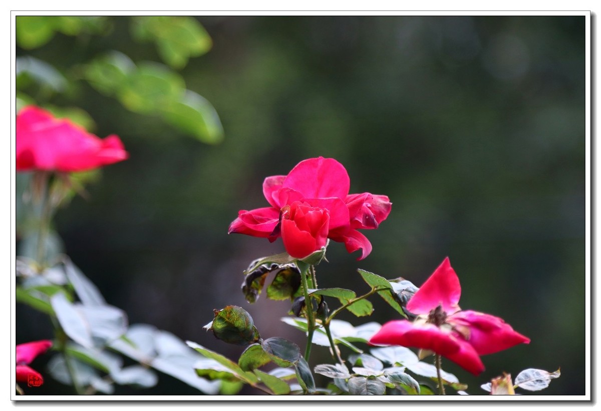 把松下L10卖了，买了台佳能200d二代小巧单反