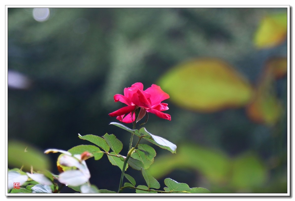 把松下L10卖了，买了台佳能200d二代小巧单反