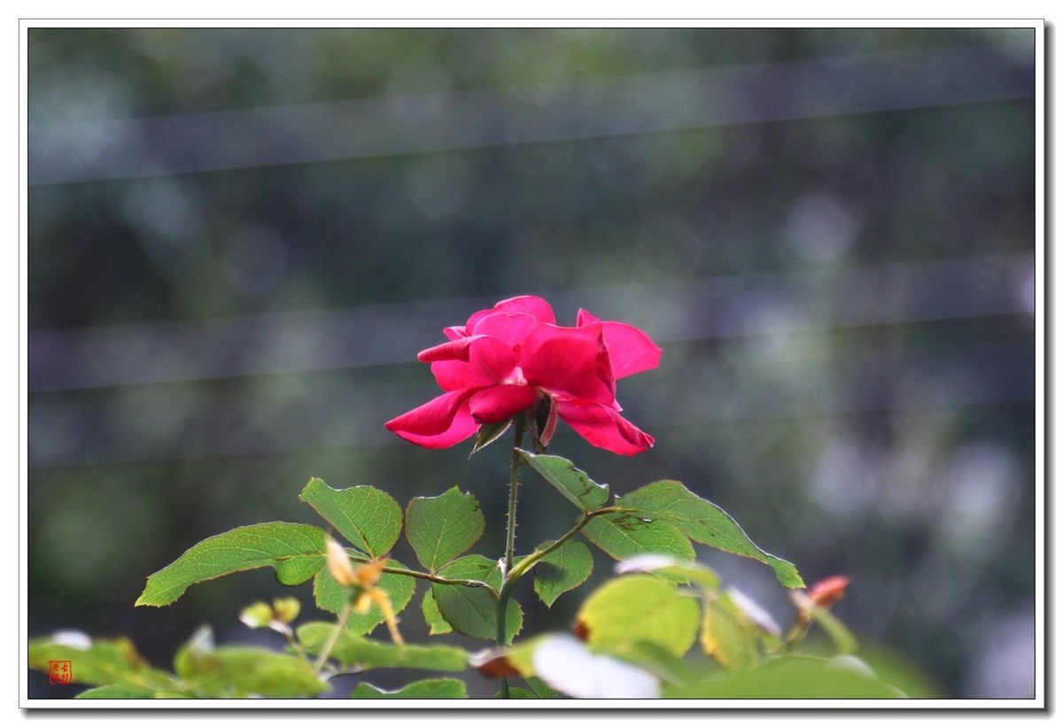 把松下L10卖了，买了台佳能200d二代小巧单反