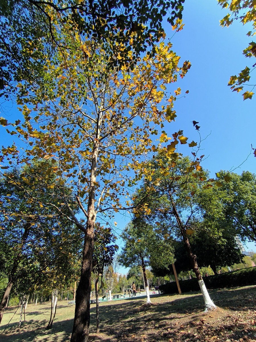 漫步星城 走街串巷（574）咸嘉湖景区