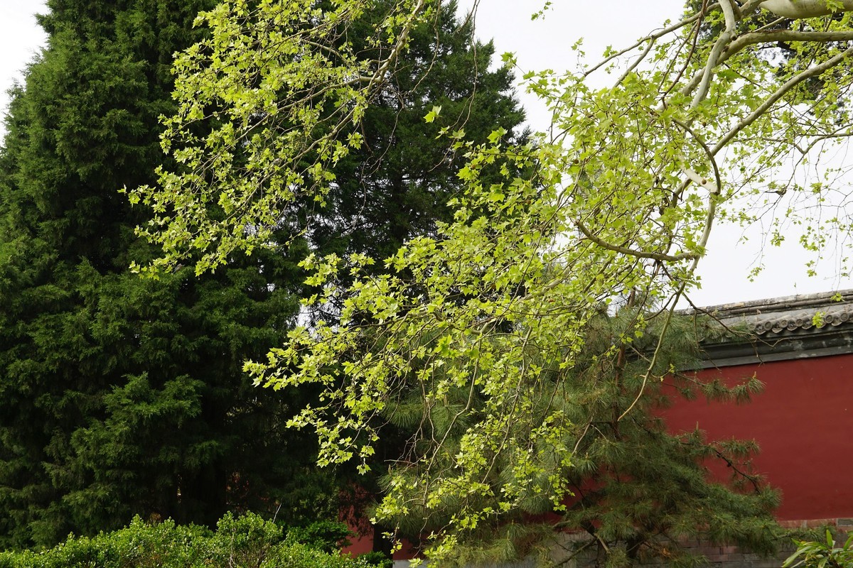 北海的绿瓦红墙