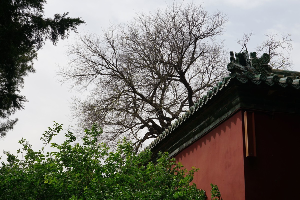 北海的绿瓦红墙