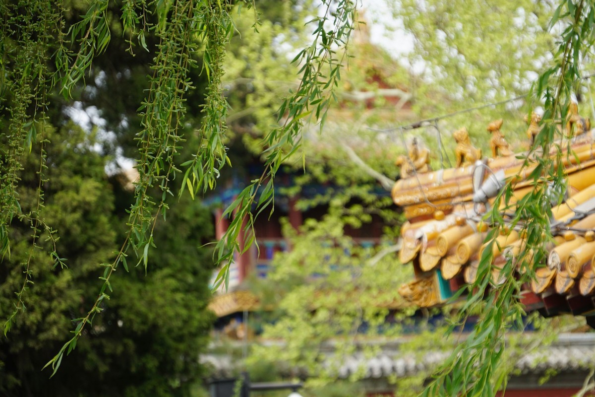 北海的绿瓦红墙