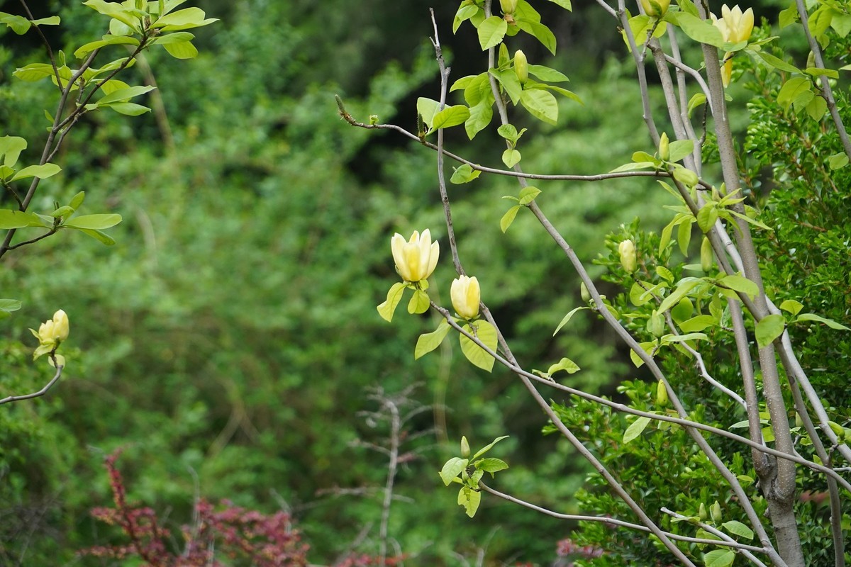 北海的绿瓦红墙